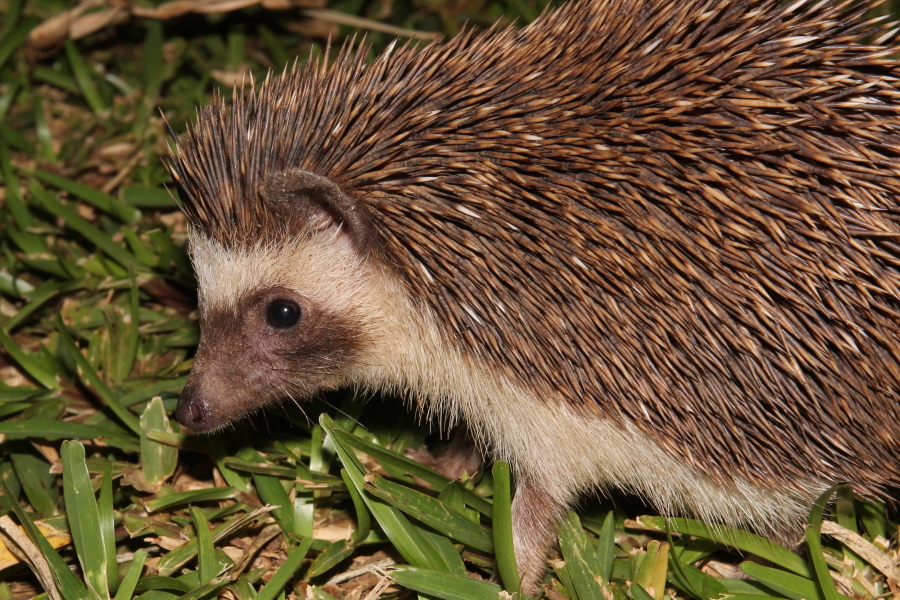 Image of Four-toed Hedgehog