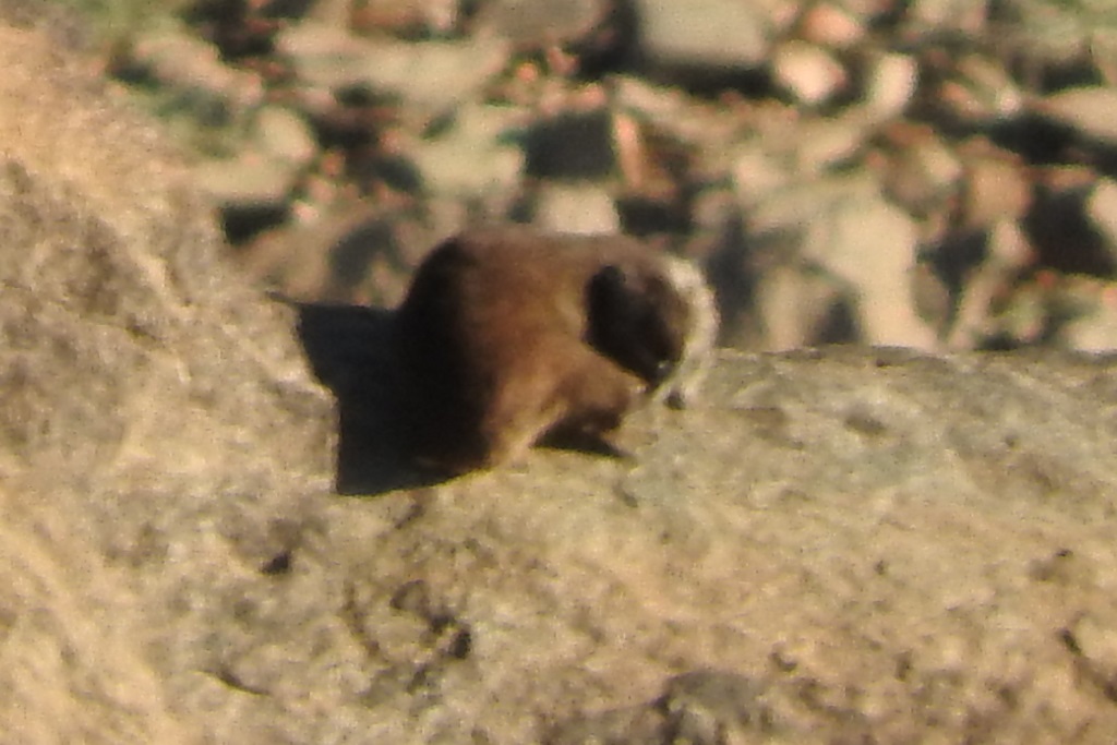 Image of Rock Hyrax