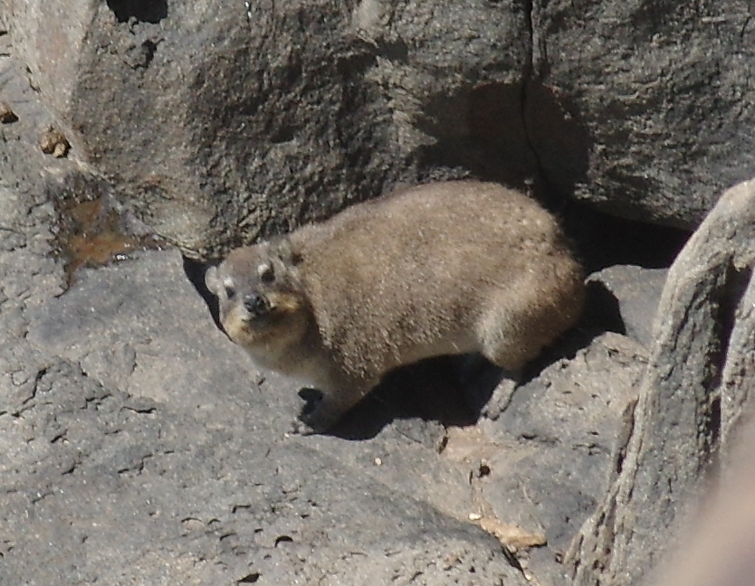 Image of Rock Hyrax