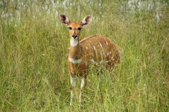 Image of Bushbuck