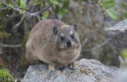 Image of Rock Hyrax