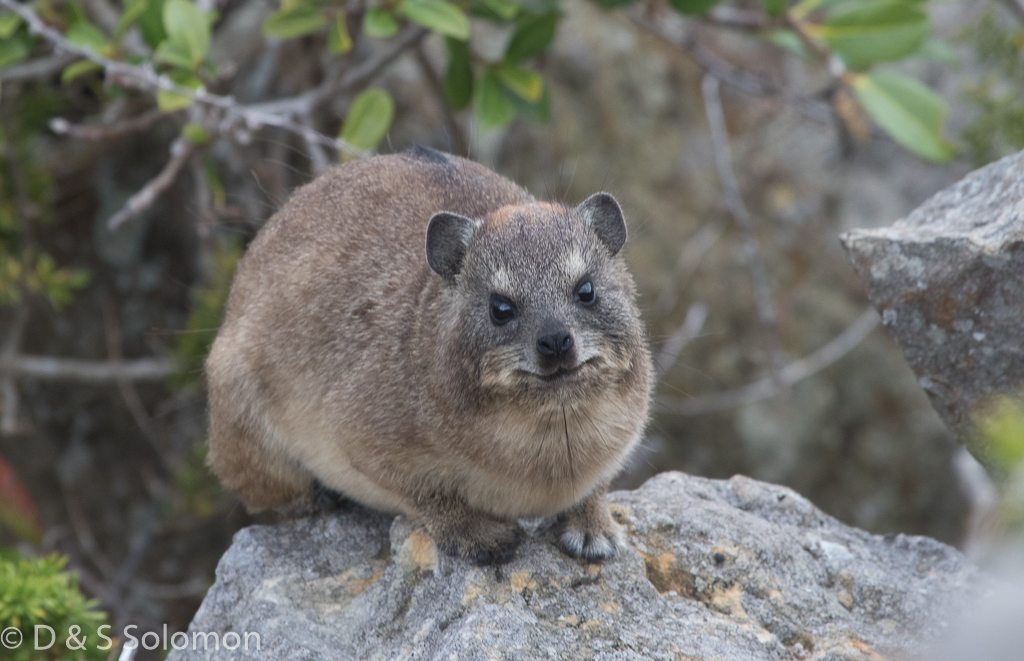 Image of Rock Hyrax