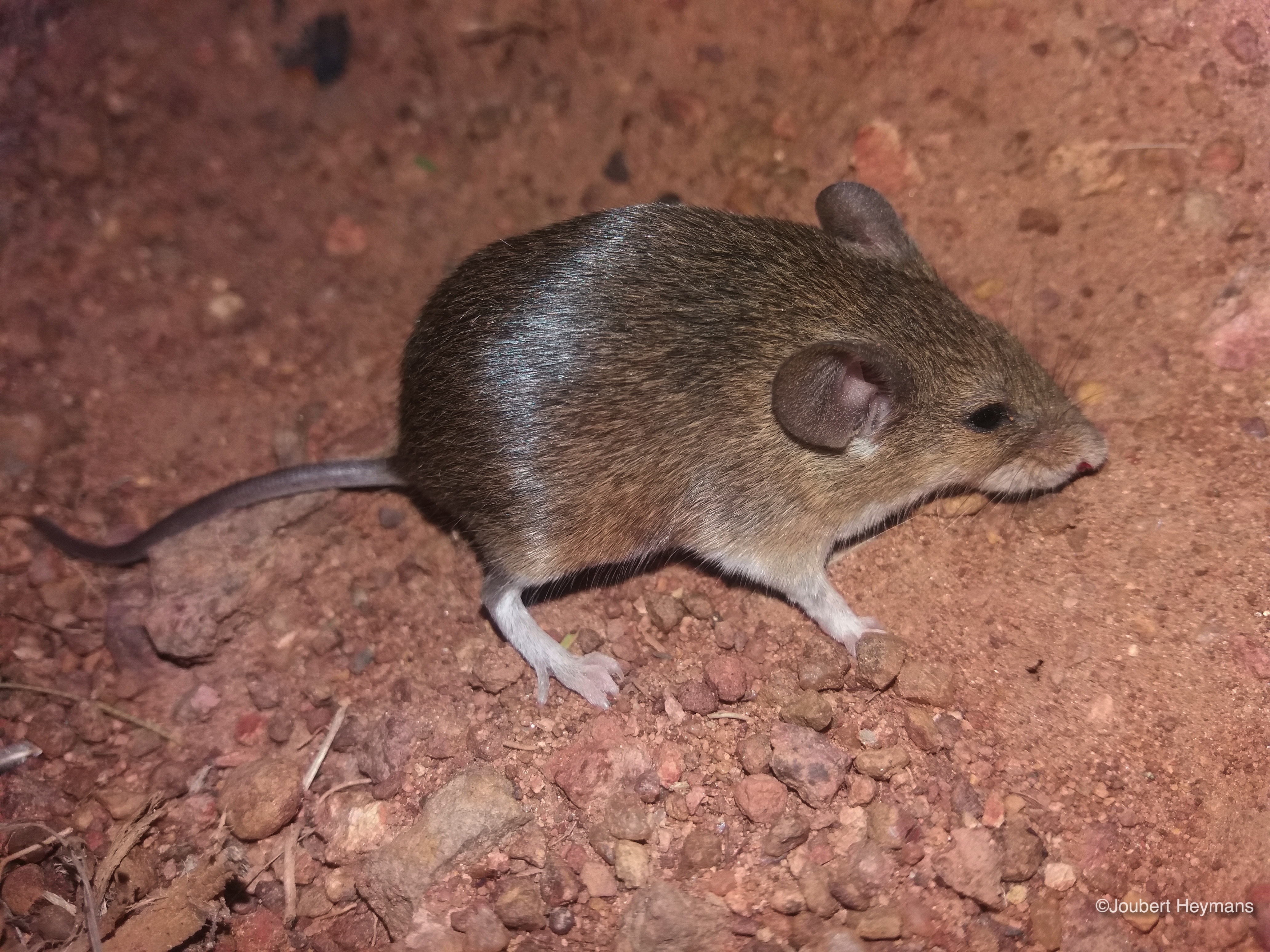 Image of Pygmy Mouse