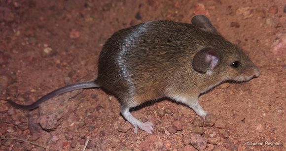 Image of Pygmy Mouse