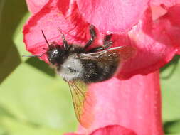 Image of Bombus funebris Smith 1854