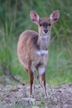 Image of Bushbuck