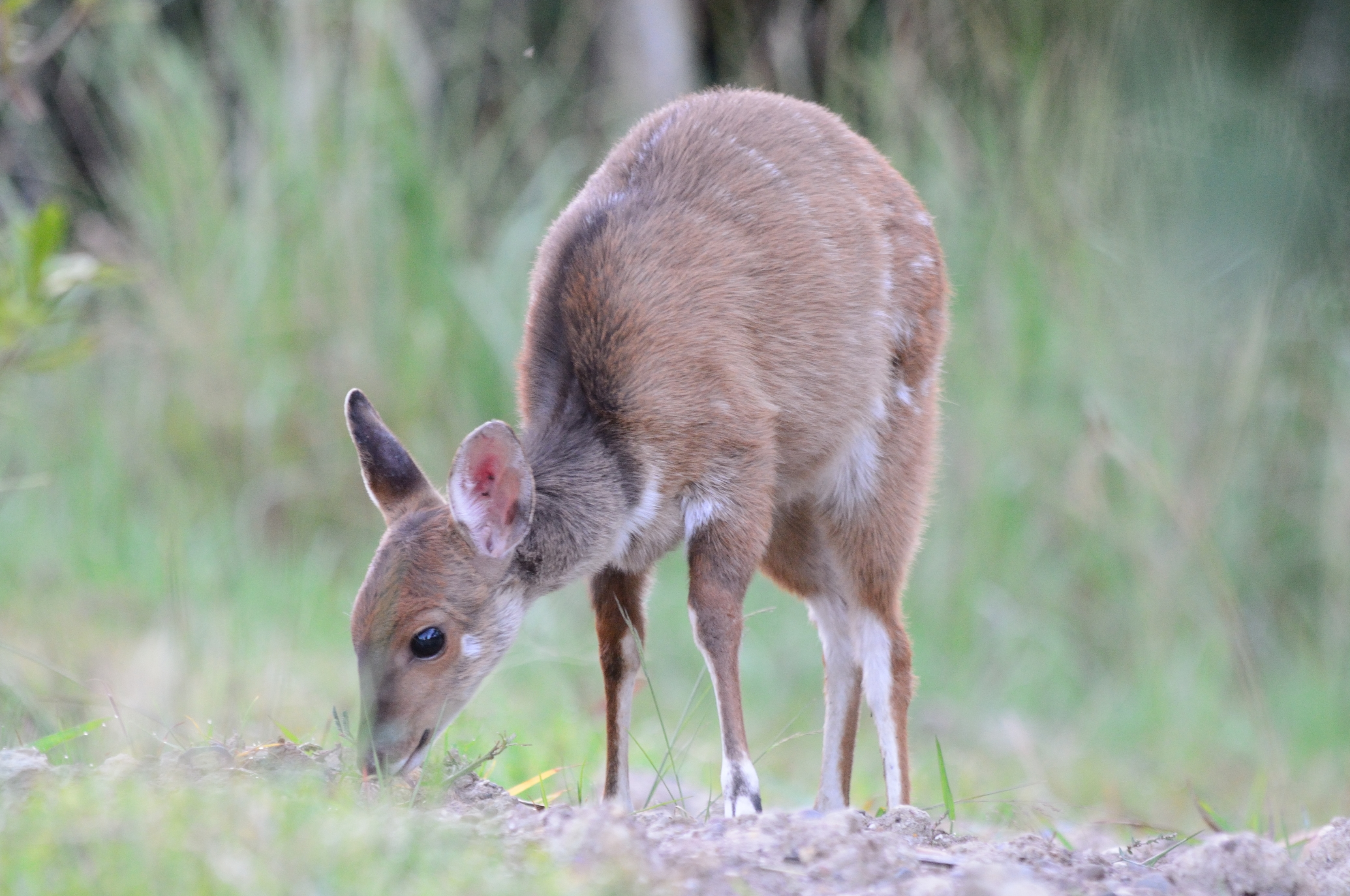 Image of Bushbuck