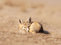 Image of Desert Fox