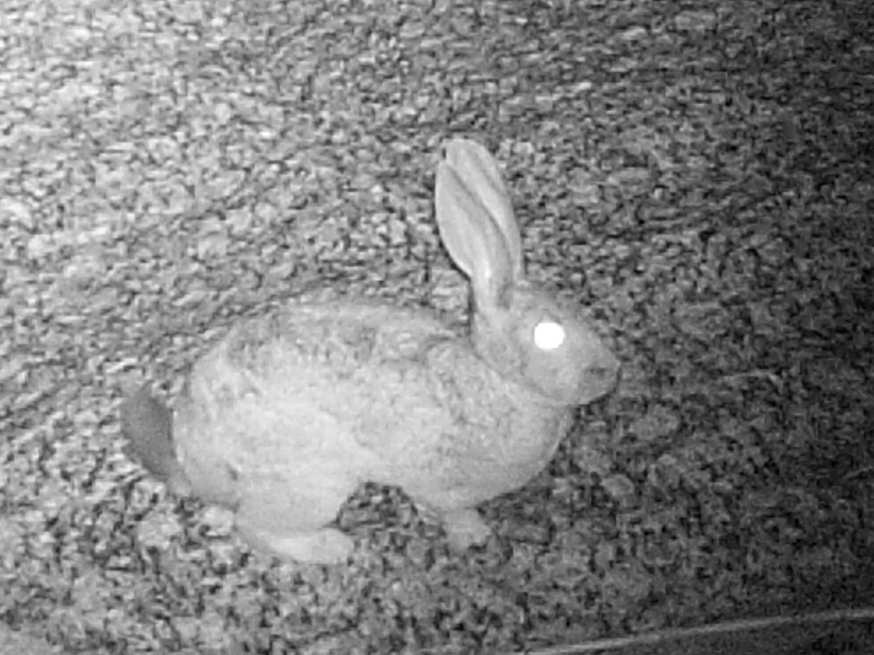 Image of Smith's Red Rock Hare