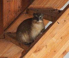 Image of Rock Hyrax