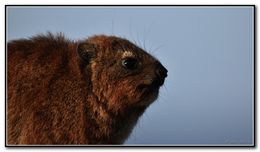 Image of Rock Hyrax