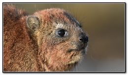 Image of Rock Hyrax