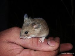 Image of Pygmy Mouse