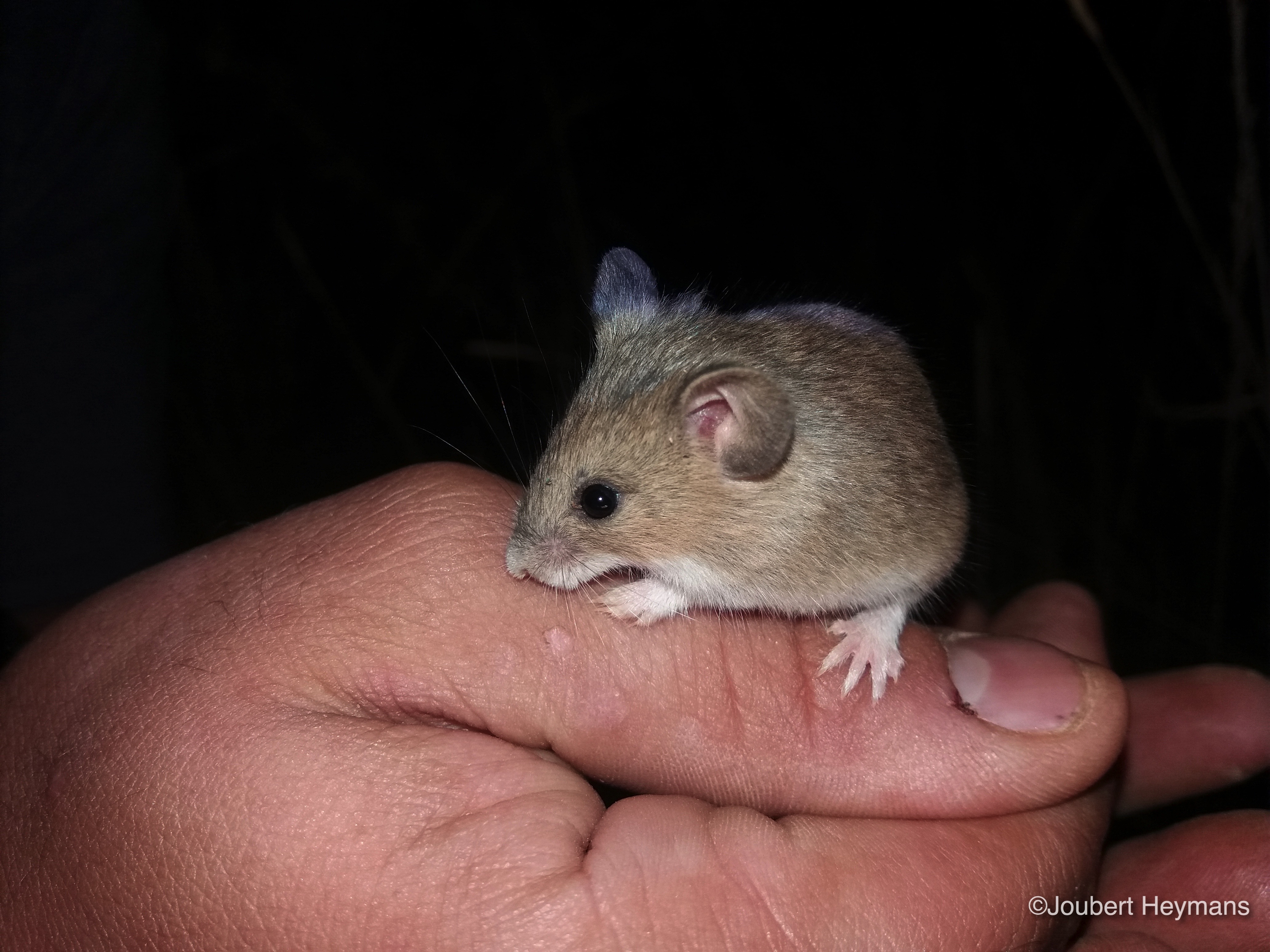 Image of Pygmy Mouse