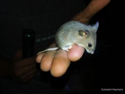 Image of Pygmy Mouse