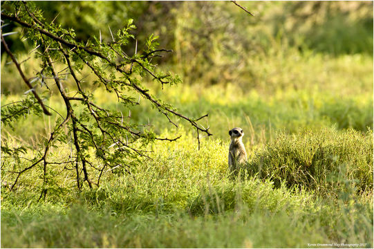 Image of Suricata Desmarest 1804