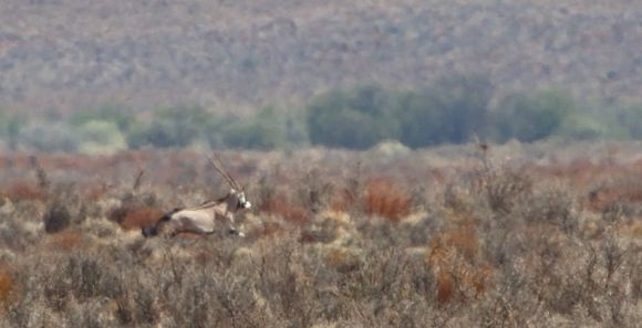 Image of Gemsbok