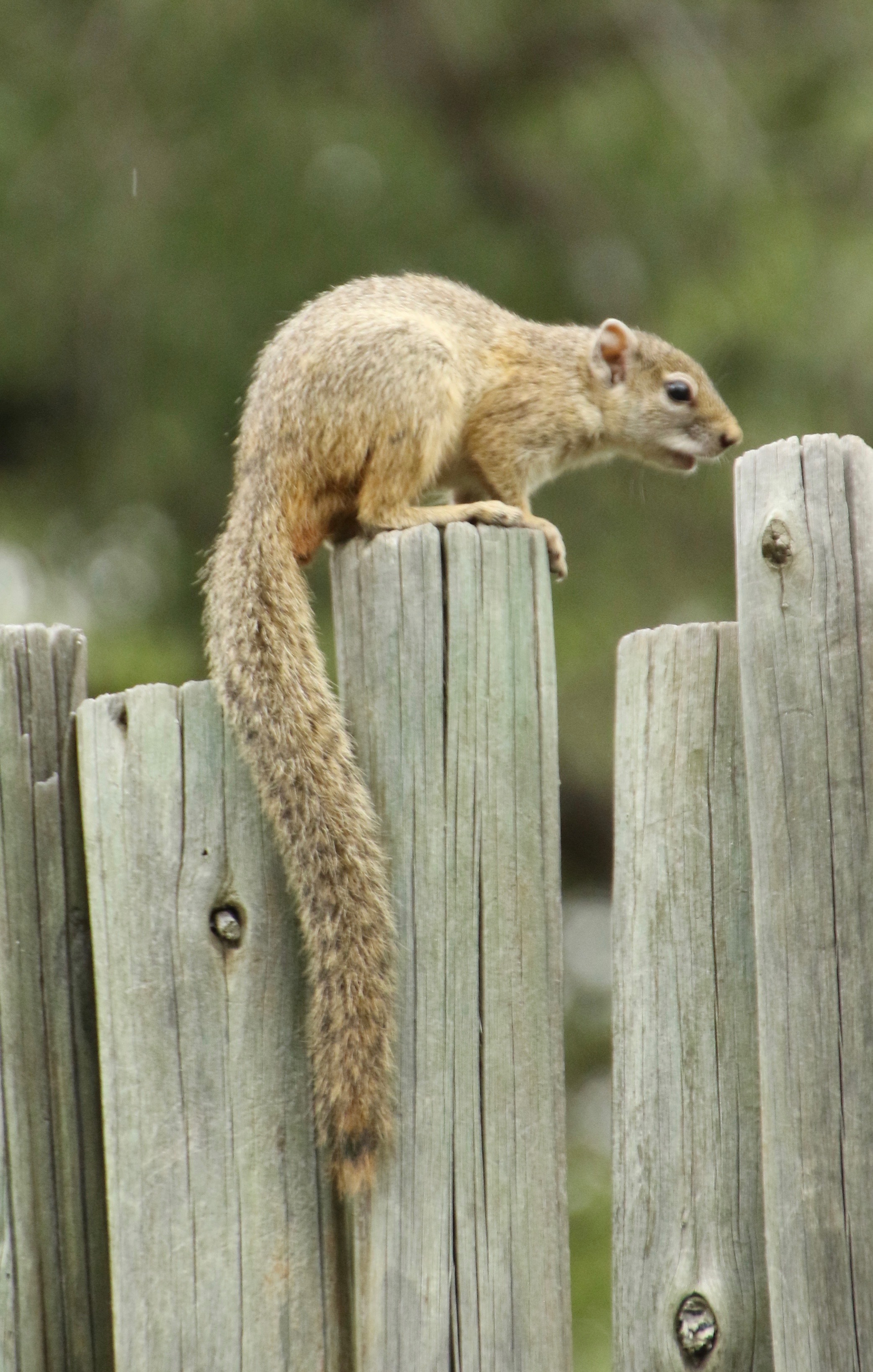 Image of Smith's Bush Squirrel