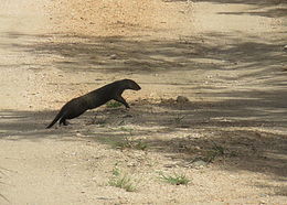 Image of Banded mongooses