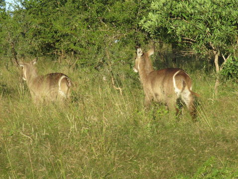 Image of Ellipsen Waterbuck