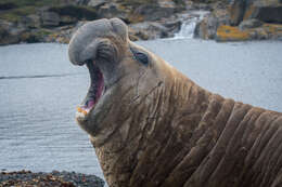 Image of South Atlantic Elephant-seal