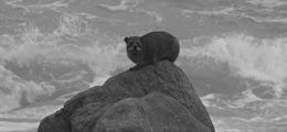 Image of Rock Hyrax