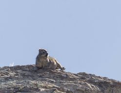 Image of Rock Hyrax