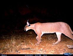 Image of Caracals