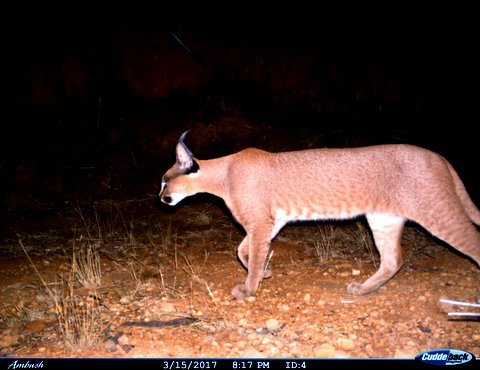 Image of Caracals