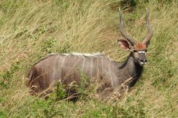 Image of Nyala