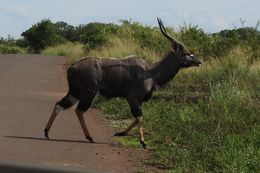 Image of Nyala