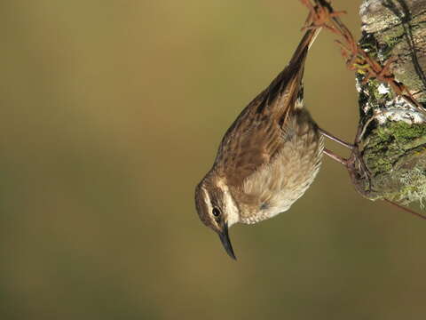 Image of Stout-billed Cinclodes