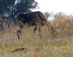 Image of Blesbok