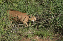 Image of Caracals