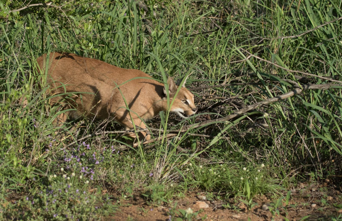 Image of Caracals