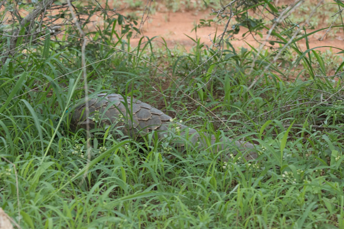 Image of Ground Pangolin -- Pangolin