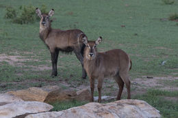 Image of Ellipsen Waterbuck