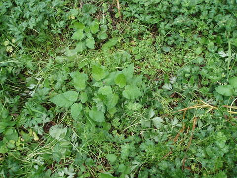 Image of hedge nettle