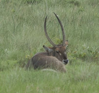 Image of Ellipsen Waterbuck