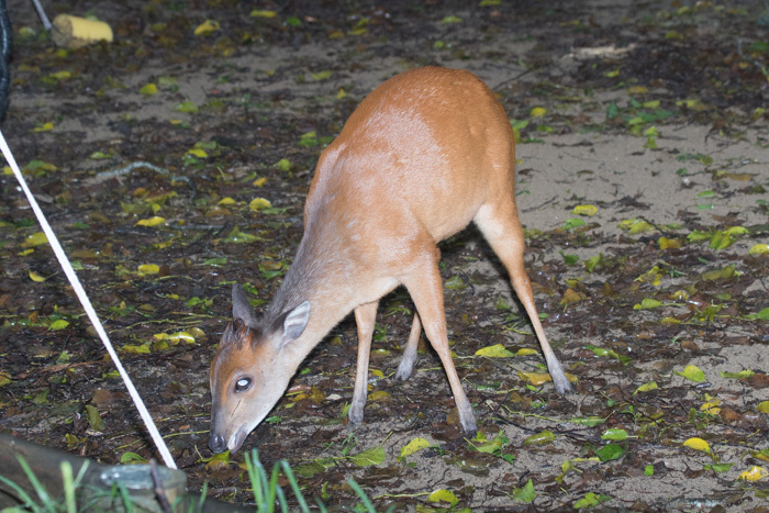 Image of Natal Duiker