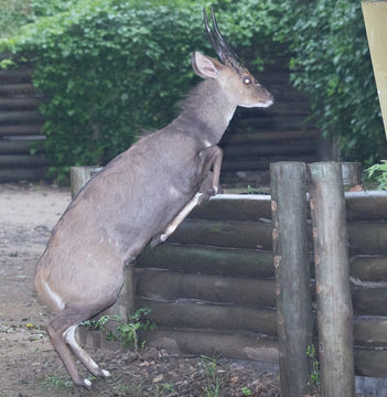 Image of Bushbuck