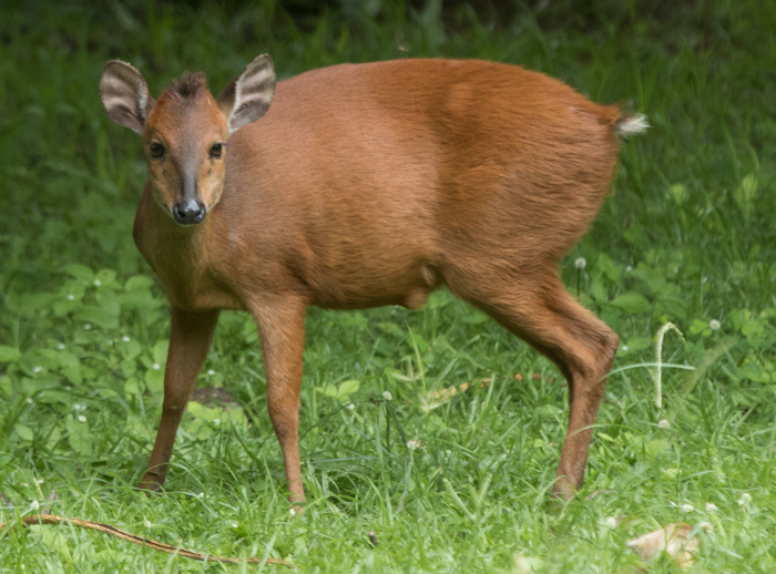 Image of Natal Duiker