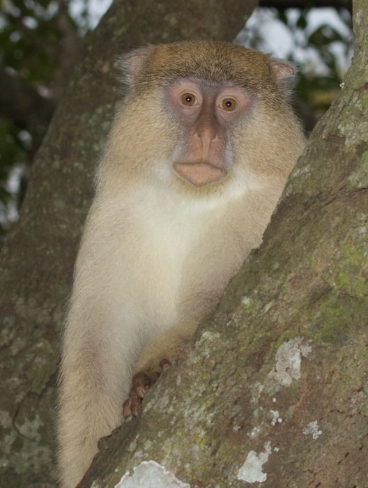 Image of Samango Monkey -- Sykes' Monkey