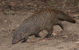 Image of Banded mongooses