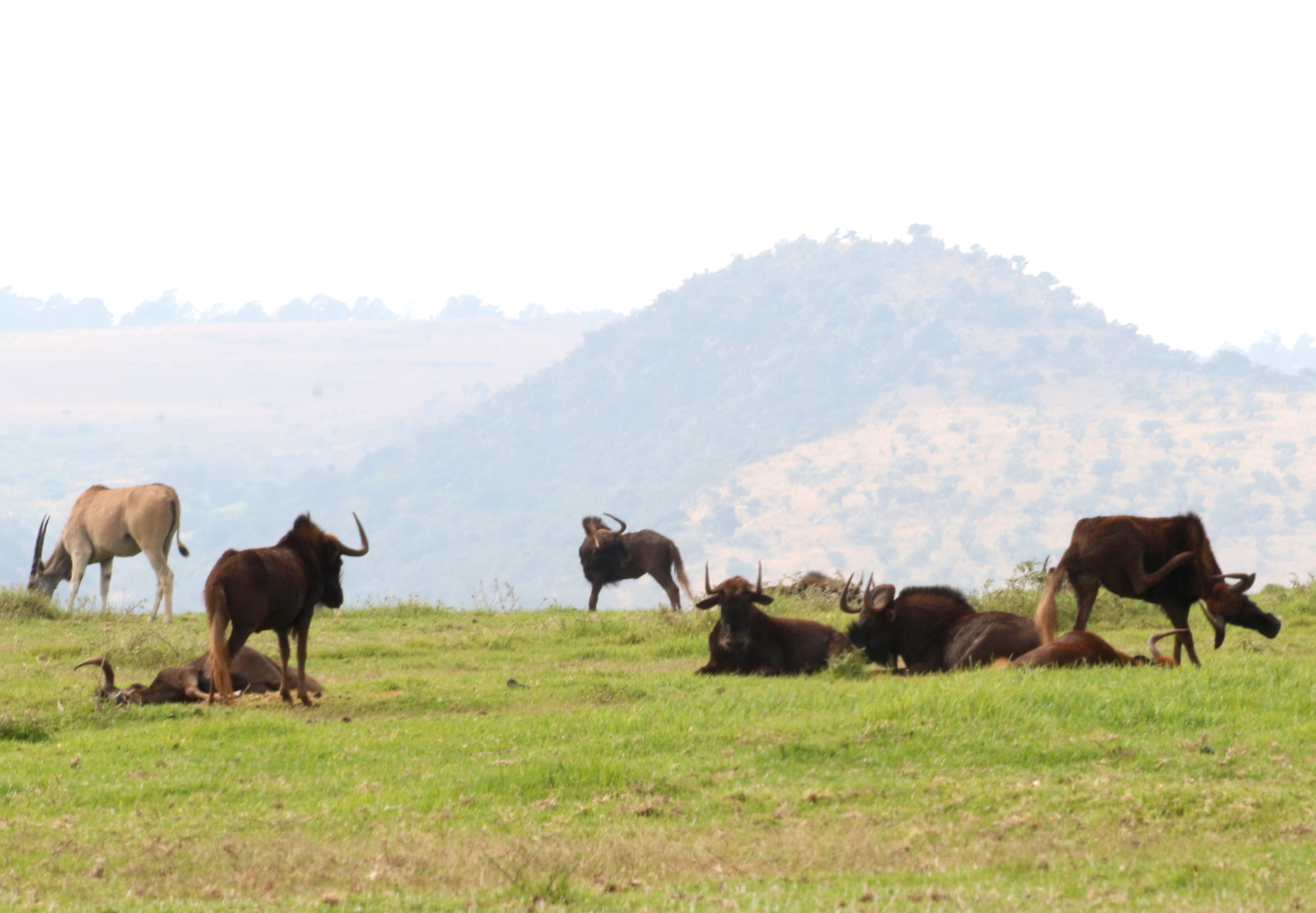 Image of Black Wildebeest