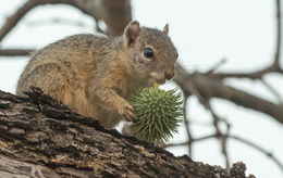 Image of Smith's Bush Squirrel