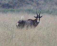 Image of Blesbok