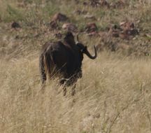 Image of Black Wildebeest