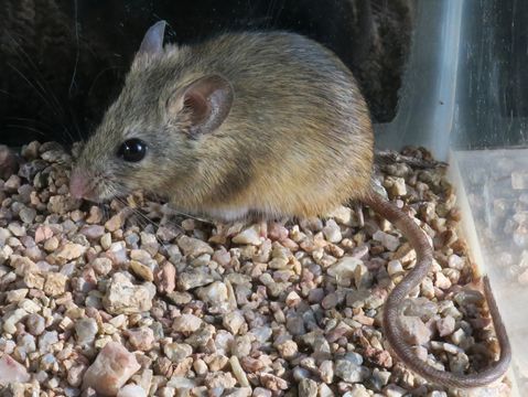 Image of Namaqua Rock Mouse -- Namaqua Micaelamys