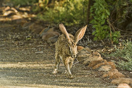 Lepus capensis Linnaeus 1758 resmi